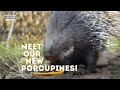 Meet Our New Porcupines!