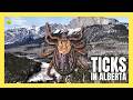 Ticks Are Active in Alberta This Spring, How to Keep Safe | #tick