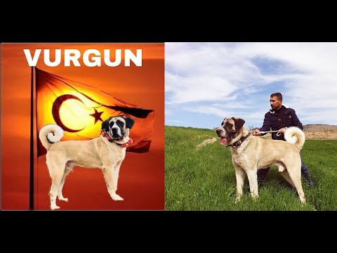 30.000 EUROLUK KÖPEK VURGUN