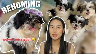 NAKAALIS NA SI SUZIE  | SHIH TZU REHOMING