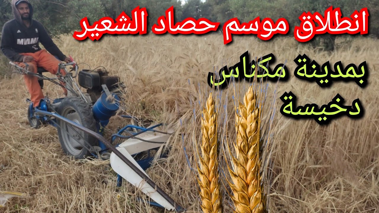 انطلاق موسم حصاد  الشعير بمدينة مكناس بمنطقة دخيسة الخيرات موجودة الحمدلله