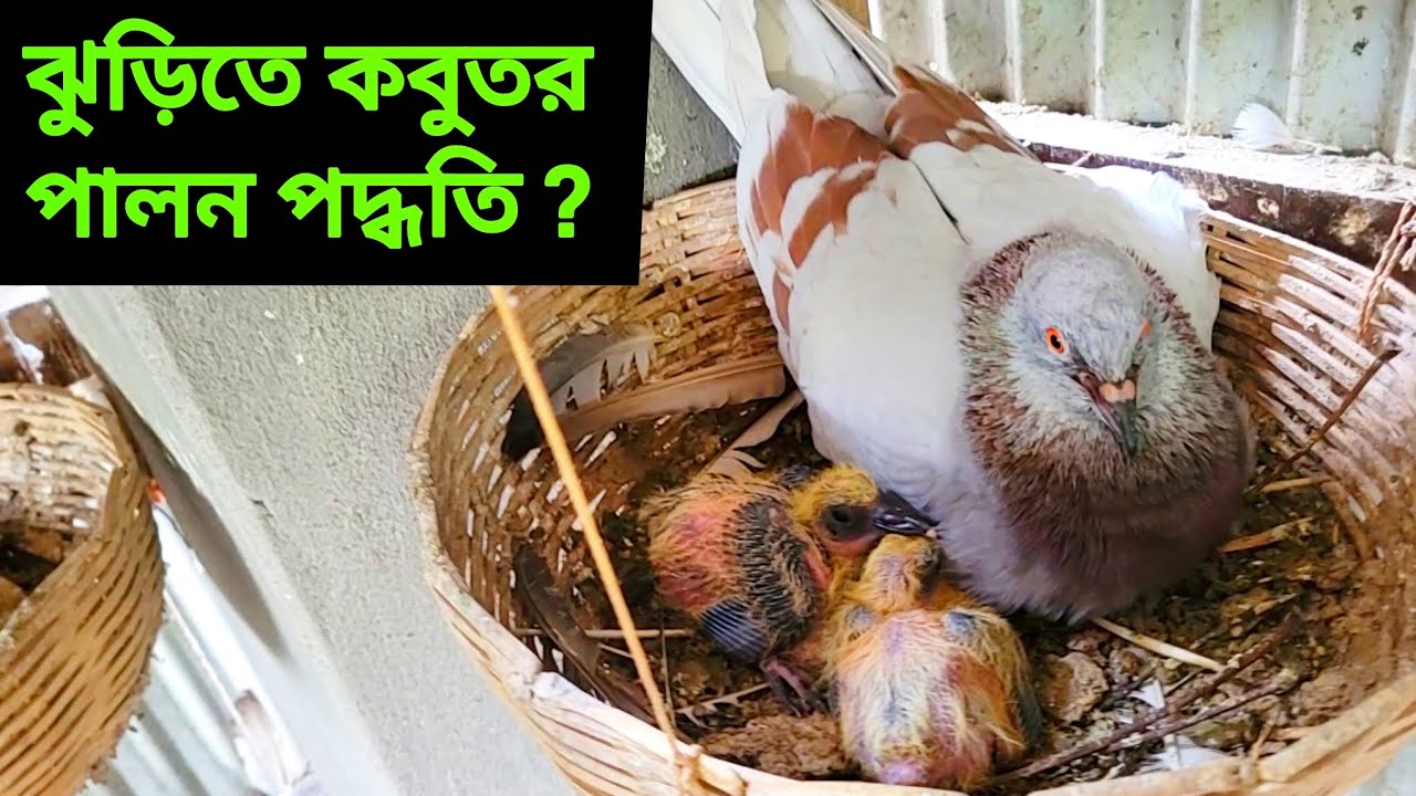 ঝুড়িতে  কবুতর পালন পদ্ধতি | কবুতরের ঘর তৈরির নিয়ম