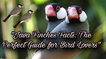 "Java Finches: Complete Care Guide for Beginners " Facts, Care Tips, and Breeding Secrets"