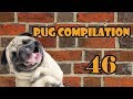 Pug Compilation 46 - Funny Dogs but only Pug Videos | Instapugs