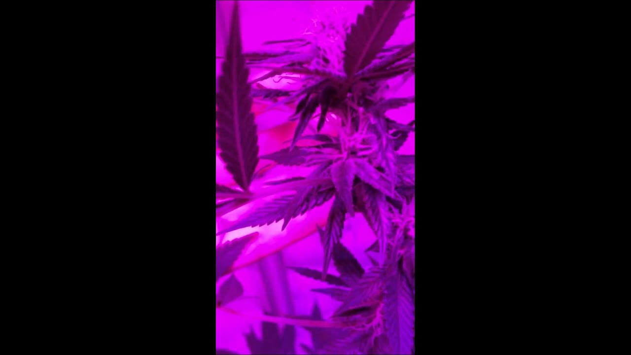 Penetrator VS Magnum LED update