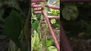 FRUITING GOLDEN PAPAYA