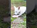 犬に柑橘って本当にダメなの？#動物 #動物愛護 #ペット #犬がいる生活 #犬のいる生活 #獣医 #動物病院 #柑橘 #犬に食べさせてはいけない食べ物