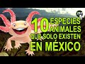 10 especies animales que solo existen en México