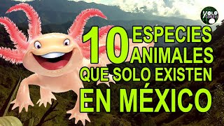 10 especies animales que solo existen en México