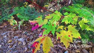 Autumn in New England - October 2025