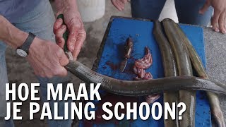 Hoe Maak Je Paling Schoon? De Buitendienst Over Paling