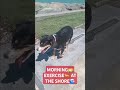 MORNING🌄 DOG  EXERCISE 🐕 AT THE SHORE🌊 #dig #pet #exercises