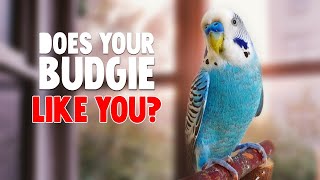 5 Signs That Your Budgie Likes You