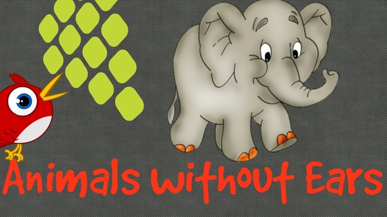Animals Without External Ears | Explained with examples for kids - YouTube