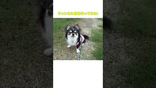 スイーツタオル #Shorts