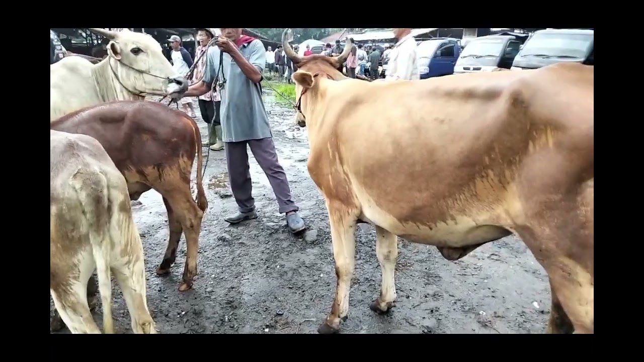 Update Harga Sapi Dan Kerbau Pasar Hewan Jonggol Kabupaten Bogor, Kamis 22 Januari 2026