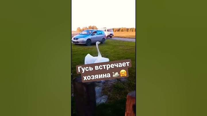 Гусь встречает хозяина 🦢🤗