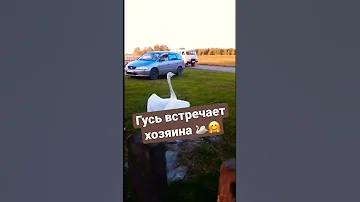 Гусь встречает хозяина 🦢🤗