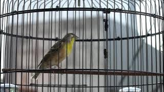 Lemon Finch Gacor