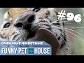 СМЕШНЫЕ ЖИВОТНЫЕ И ПИТОМЦЫ #96 АВГУСТ 2019 | Funny Pet House