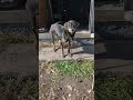 улыбающаяся сутулая собака 😂