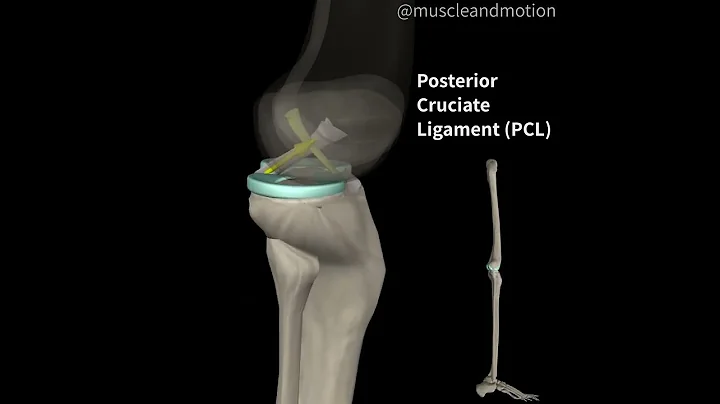 PCL Anatomy and function 🤓