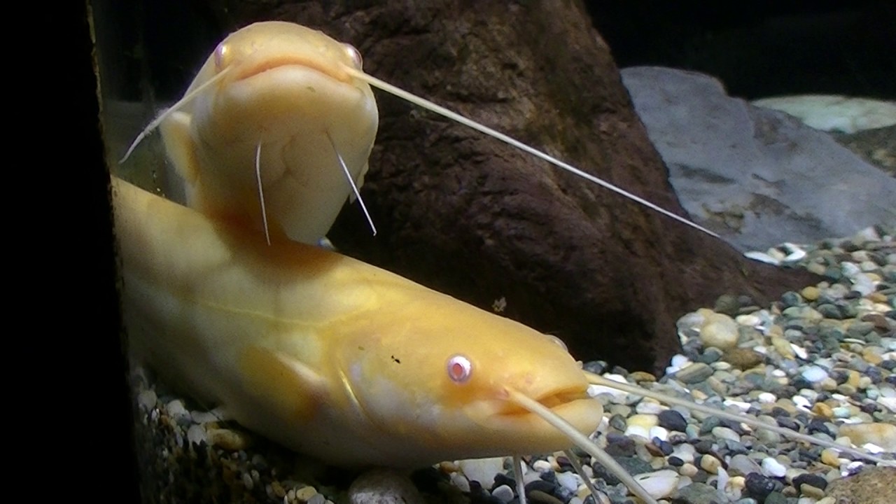 The Star Of River Golden Catfish 黄金ナマズ Coex Aquarium Youtube