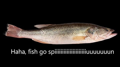 Item Asylum: Items Tier List