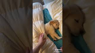 Joey And Goosey- It's time for school (Golden-Dog-puppy) (Tik Tok)