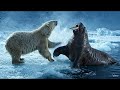 "Unlikely Friends: Watch a Polar Bear and a Friendly Walrus Bond!🌟#viral #trending #wildlife #shorts