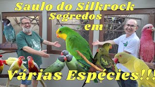 CRIATÓRIO SILKROCK O REI DOS PSITACÍDEOS VARIEDADE INCRÍVEL!!!