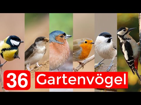 Video: Vögel mit gelbem Bauch: Namen, Lebensstil