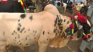 Gondal Mandi Latest Update Rates| 29-07-2020|Part 2|Dhani Bulls |Big Animal Market |Cow Market|TZTV