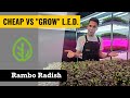 CHEAP LEDs vs GROW LEDs - Microgreens - Rambo Radish - On The Grow