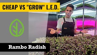 CHEAP LEDs vs GROW LEDs - Microgreens - Rambo Radish - On The Grow