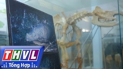 THVL | Người đưa tin 24G: Trưng bày bộ xương tê giác Java một sừng cuối cùng được tìm thấy tại VN