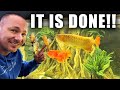 My monster fish tank is done the king of diy 2000g aquarium rescape 2024 edition