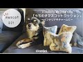 【100均DIY】愛犬の写真で作る「うちの子マスコットクッション」〜インテリアやチャームに〜