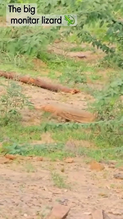 lizard-big-lizard-grand-entry-monitor-lizard-in-india-youtube
