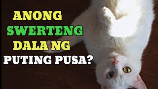 ANONG SWERTENG DALA NG PUTING PUSA SA IYO?