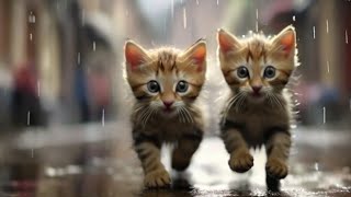 cute kitten is running to avoid the rain   Relaxing nature rain sounds  | cute kitten's