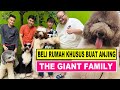 Beli rumah khusus buat anjing raksasa  the giant family  giant poodle