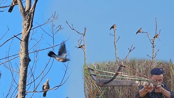 Hunting tua nquab noj qib coob ta ta