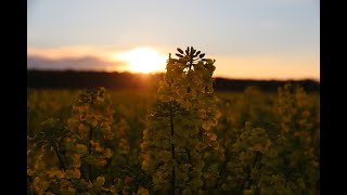 Pflanzenschutz, Düngung, Rapsblütenbehandlung - Hof Perlitz