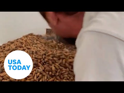 Exterminator removes 700 pounds of acorns from a California chimney | USA TODAY