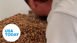 Exterminator removes 700 pounds of acorns from a California chimney | USA TODAY