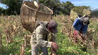 Asi se pisca el maiz en Guerrero