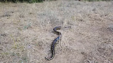 NATURE DANCING