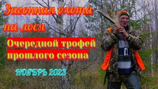 Загонная охота на лося. Находим трофеи прошлого сезона. Ноябрь 2023.