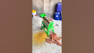Workers show the process of threshing corn with corn thresher